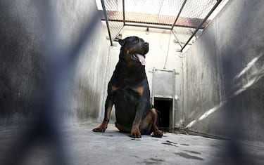 GettyImages-Rottweiler