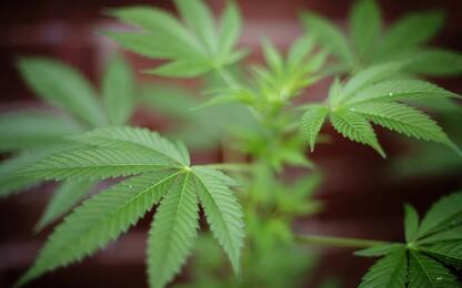 Droga, sequestrate 30 tonnellate di marijuana ad Agrigento