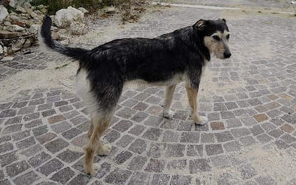 Vercelli, cane gettato nei rifiuti: veterinari non riescono a salvarlo
