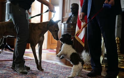 Genova, i dipendenti comunali potranno portare il cane in ufficio
