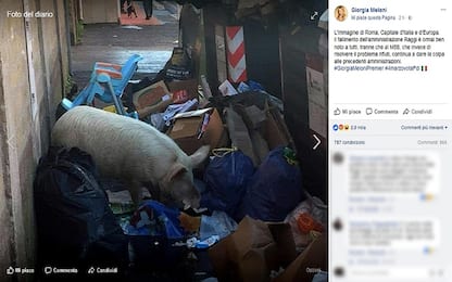 Meloni denuncia: maiale tra i rifiuti a Roma. Raggi: è dei Casamonica