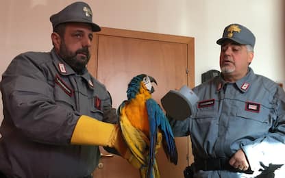 Pappagallo vaga in porticciolo di Palermo, salvato dai carabinieri