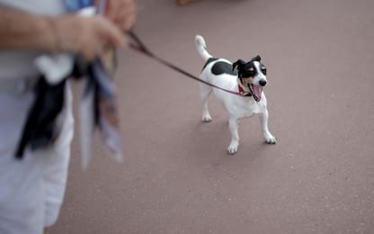 Polemiche e multe per l'ordinanza "anti cani" a Savona