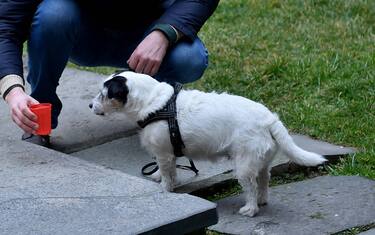 cane_fotogramma