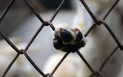 Cuccioli stipati in gabbie: sequestrati 59 cani sull'A1 a Cassino