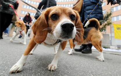 Green Hill, Cassazione: "Anche beagle curabili sottoposti a eutanasia"