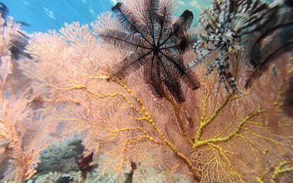 Sequestrate 8 tonnellate di coralli rari al porto di Genova