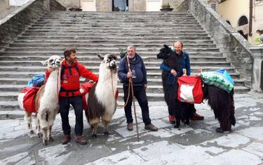 Lama altoatesini "star" della Via Romea