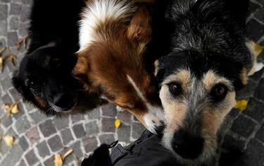 Hashtag24, gli animali domestici in Italia: 60 milioni 400mila