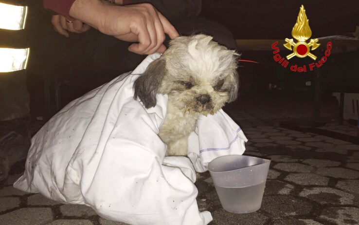 Che Razza è Il Cane Della Pubblicità Di Sky