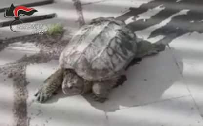 Tartaruga "azzannatrice" trovata a Pomigliano d'Arco