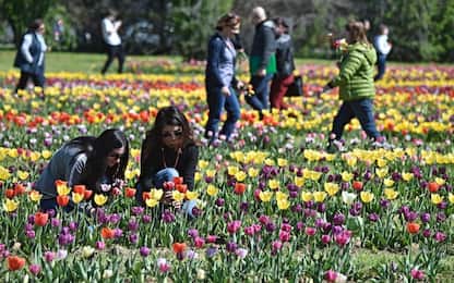 A Scandicci il parco dei tulipani