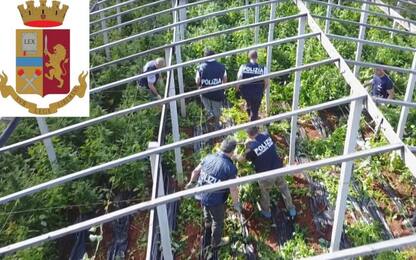 Ragusa, sequestrate 6 tonnellate di cannabis nascoste tra i pomodori