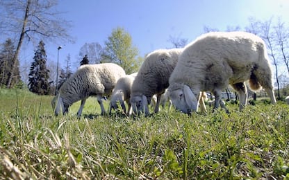 Gregge attaccato a San Raffaele Cimena, cinque pecore morte