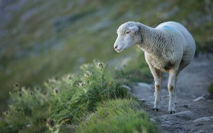 Roma, ok a pecore “tosaerba” in 20 parchi di periferia