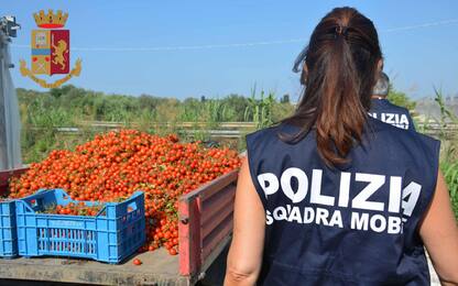 Caporalato, in Italia 50% dei braccianti agricoli lavora in nero