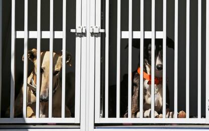 Animali, Roma Capitale lancia campagna per adozione responsabile