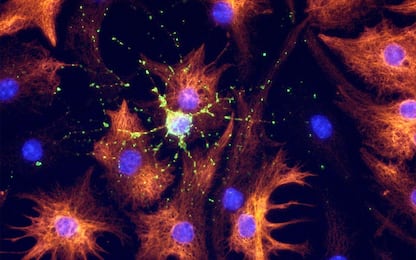 Creati dei mini reni in laboratorio grazie alle cellule staminali