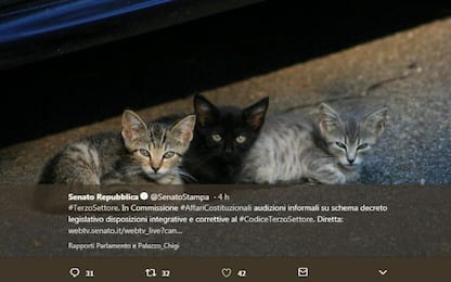 Senato, sull'account twitter ufficiale spuntano tre gattini