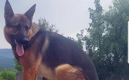 Il cane Kaos non è stato avvelenato, per l'autopsia è morto di infarto