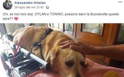 Addio Dylan, è morto il cane con il carrellino: aveva un tumore osseo