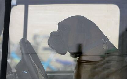 Borgosesia, lascia il cane in auto senza acqua sotto il sole: multato
