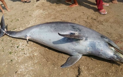 Un delfino spiaggiato è stato rinvenuto a Porto Potenza Picena
