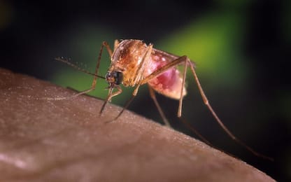 Virus West Nile, in Italia il maggior numero di infezioni nel 2018