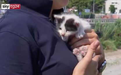 Ponte Morandi, gattini salvati dalle macerie dopo 8 giorni: VIDEO