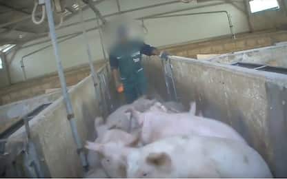 Torture sui maiali in un video animalista, indaga la procura di Ancona