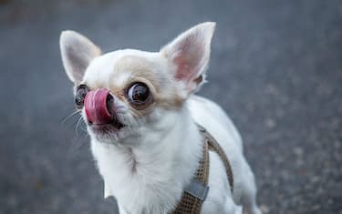 GettyImages-_chihuahua