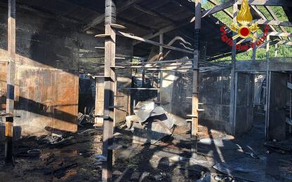 Incendio nel gattile di Rho, a Milano. Muoiono oltre cento gatti