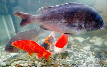 carpa_laghetto_getty_images