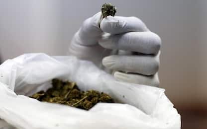 Legnano, coltiva marijuana in giardino: arrestato