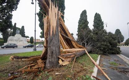Maltempo, cade albero su un'auto vicino a Roma: è grave il conducente