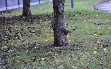 04-scoiattolo_milano-fotogramma