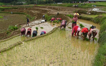 Rivoluzione nell’agricoltura, i primi cloni del riso ottenuti dai semi
