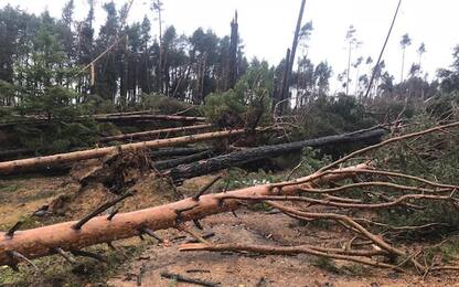 Maltempo, gli alberi abbattuti nel bosco di Piné in Trentino