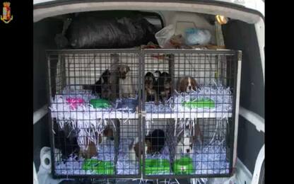 Udine, scoperto traffico di cuccioli di cane: 8 ordinanze cautelari