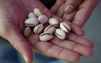 Bronte, maltempo: ingenti danni alle coltivazioni di pistacchi