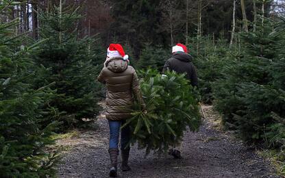 Milano, in vendita per Natale abeti dei boschi devastati dal maltempo