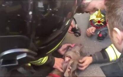 Incendio in un appartamento a Milano, pompieri salvano un cane. VIDEO
