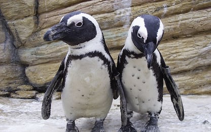 Il Bioparco di Roma accoglie 18 pinguini del Capo
