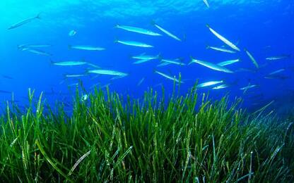 Triscina, secondo Arpa Sicilia posidonia tra rifiuti andava smaltita