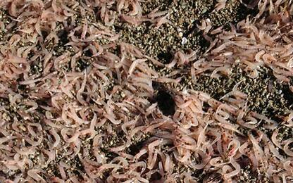 Ischia, migliaia di gamberetti sulla spiaggia: “Vietato mangiarli”