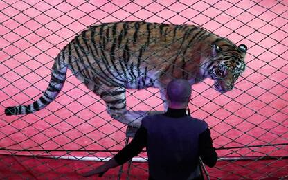 Palermo, tigre di un circo sequestrata dai carabinieri