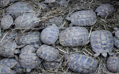 Catania, sequestrate tartarughe protette in vendita sul web