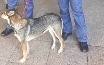 Milano, cagnolina su binari metro a Cadorna: salvata da poliziotti