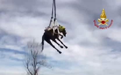 Cavallo salvato con l’elicottero dai vigili del fuoco: VIDEO