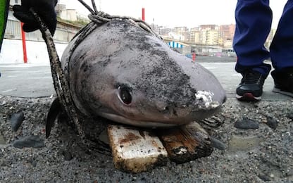 Carcassa di uno squalo recuperata tra Ercolano e Torre del Greco 